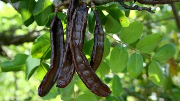 Keçi boynuzu